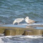 die Herren des Strandes