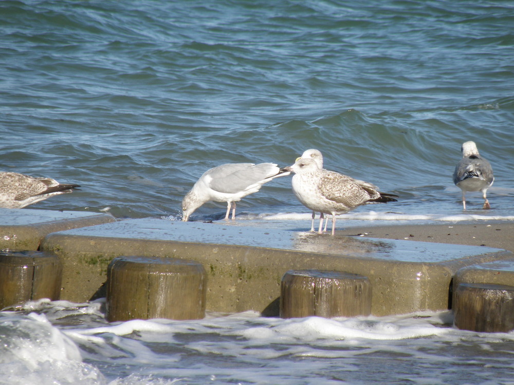 die Herren des Strandes