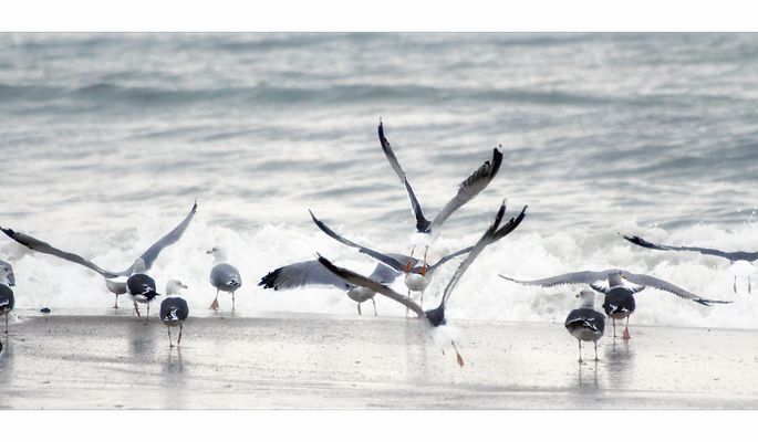 die Herren des Strandes