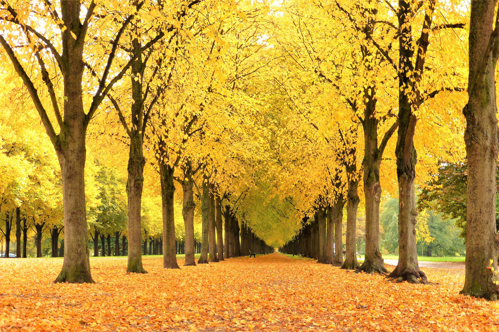 Die Herrenhäuser Allee in Hannover im Herbst