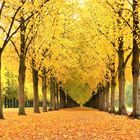 Die Herrenhäuser Allee in Hannover im Herbst