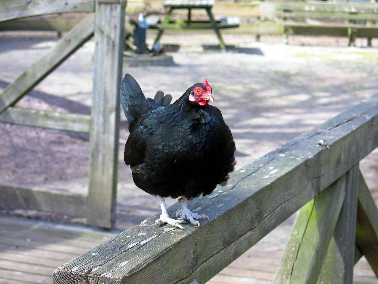 Die Herrin der Vogelkoje - Amrum