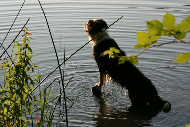 Die Herrin vom See