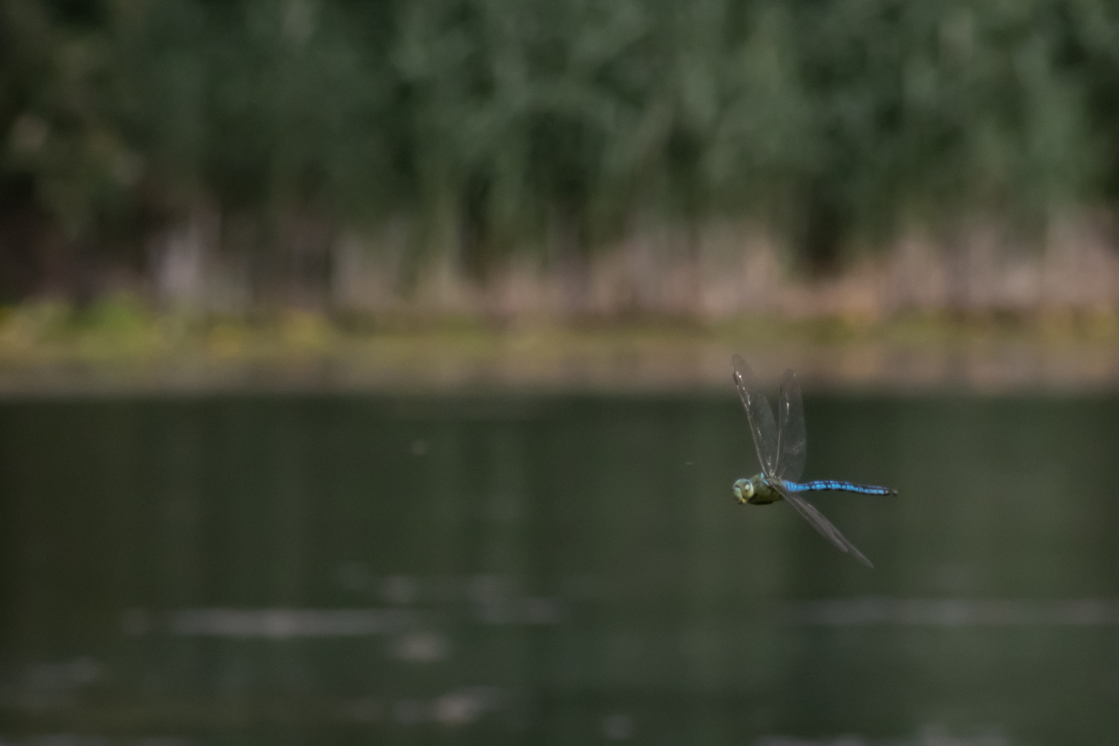 Die Herrin vom See im Anflug. 