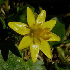 Die herrlich gelben Blüten des Scharbockskrauts im Garten, ein Hahnenfußgewächs.