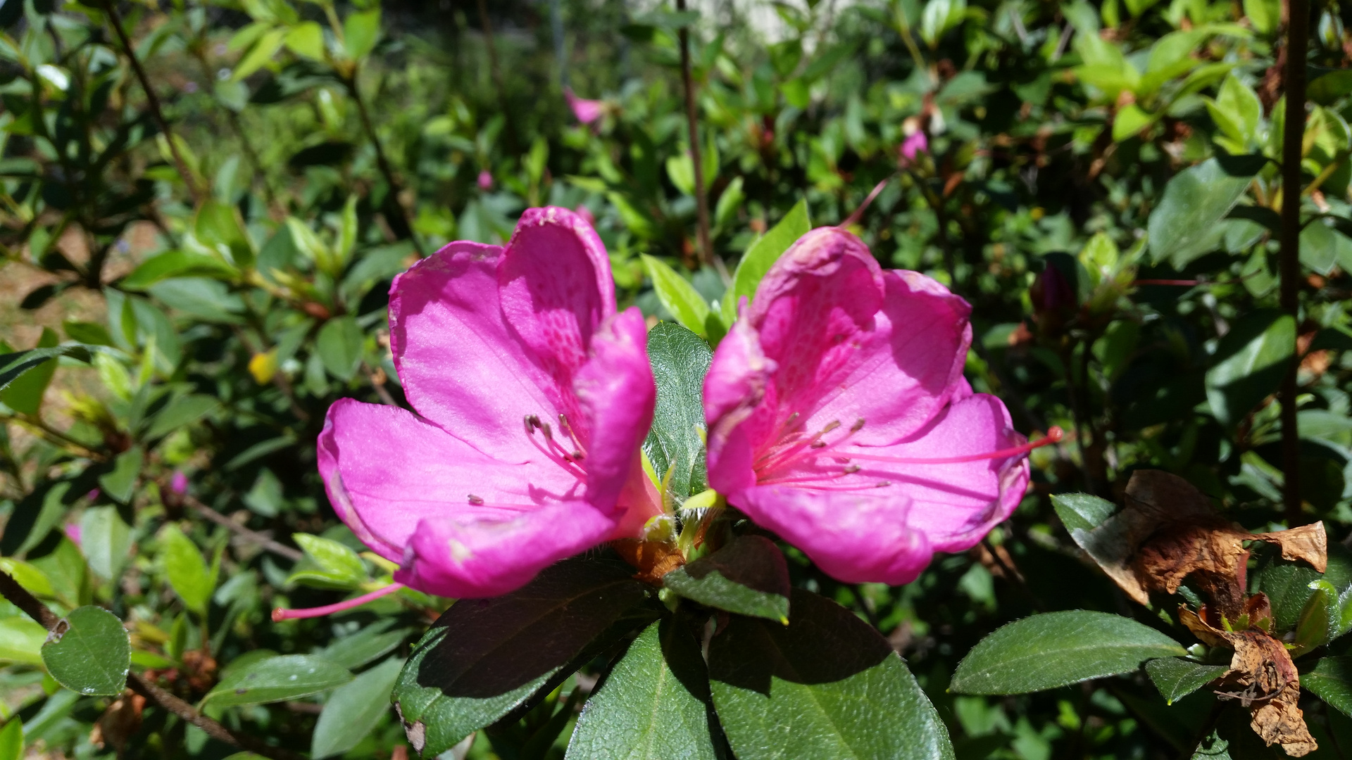 Die herrliche Blüte