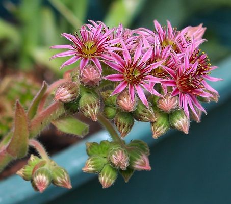 Die herrliche Blütenpracht meiner Sukkulenten
