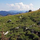 Die herrlichen Blumenwiesen beim Sudelfeld Im Mangfallgebirge...