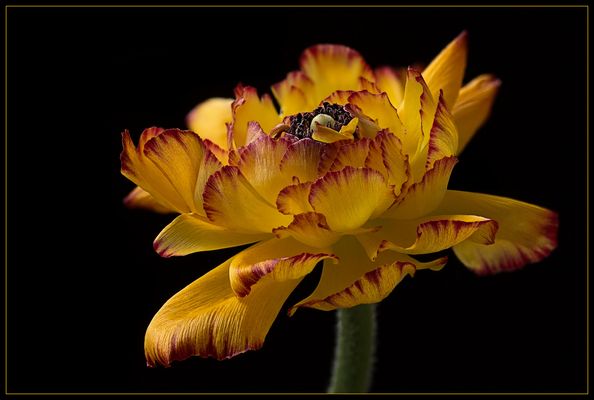 Die herrlichen Ranunkeln brauchen Zeit bis sie sich ganz öffnen.