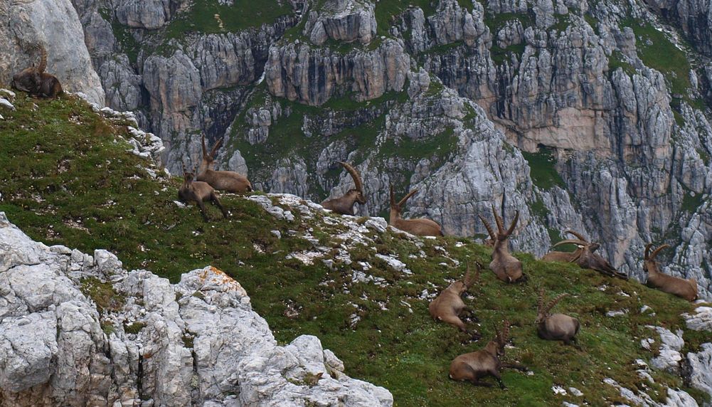 Die Herrn der Steilwände