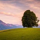 Die Herzblattlinde auf der Wittelsbacher Höhe