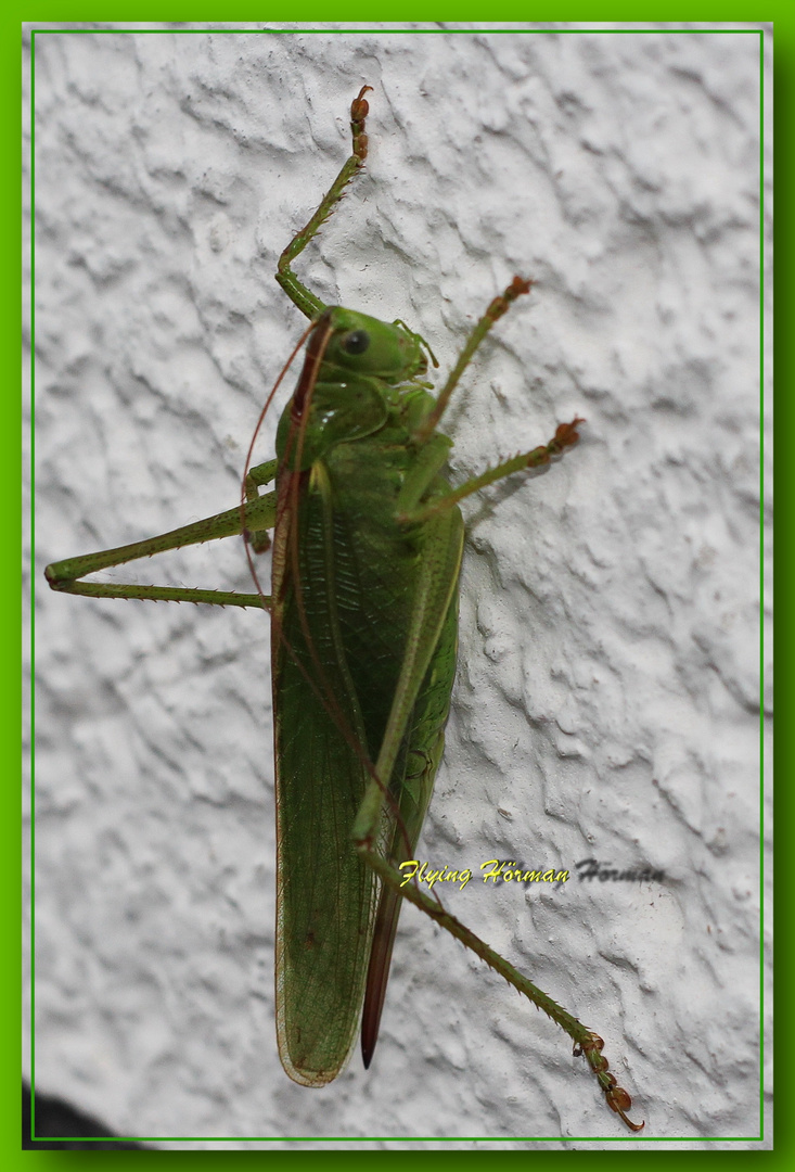 Die Heuschrecke an der Hauswand