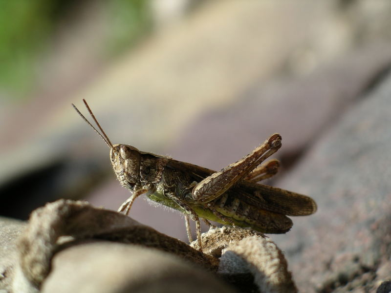 die Heuschrecke (grasshopper)