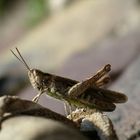 die Heuschrecke (grasshopper)