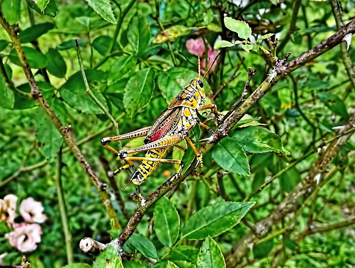 Die Heuschrecke im Garten