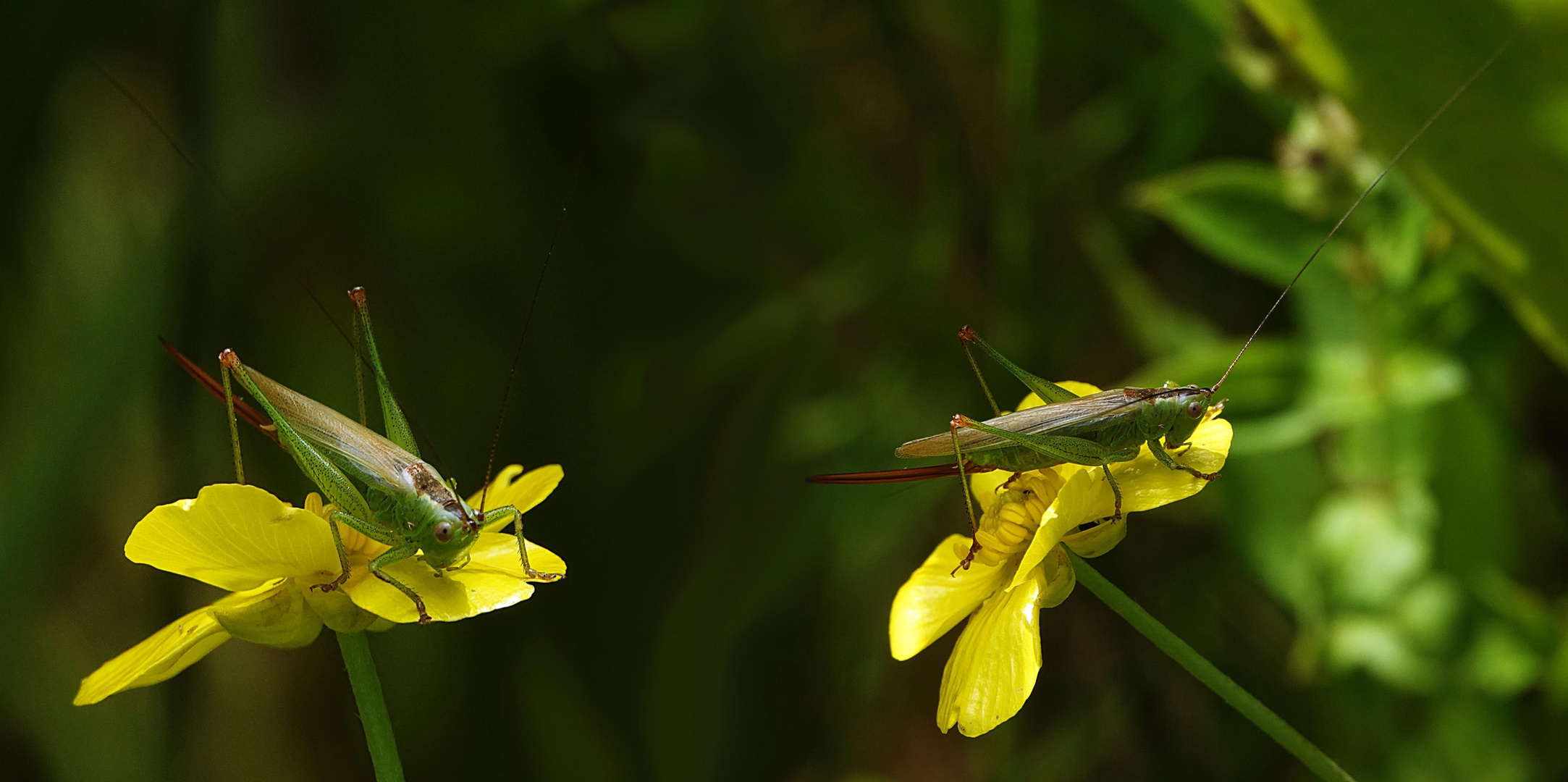 die Heuschrecke liebt Dotterblumen