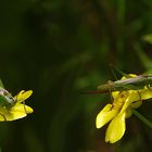 die Heuschrecke liebt Dotterblumen