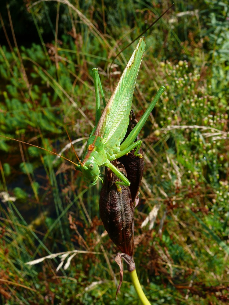 Die Heuschrecke - Locusta