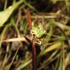 Die Heuschrecke (Orthoptera) 