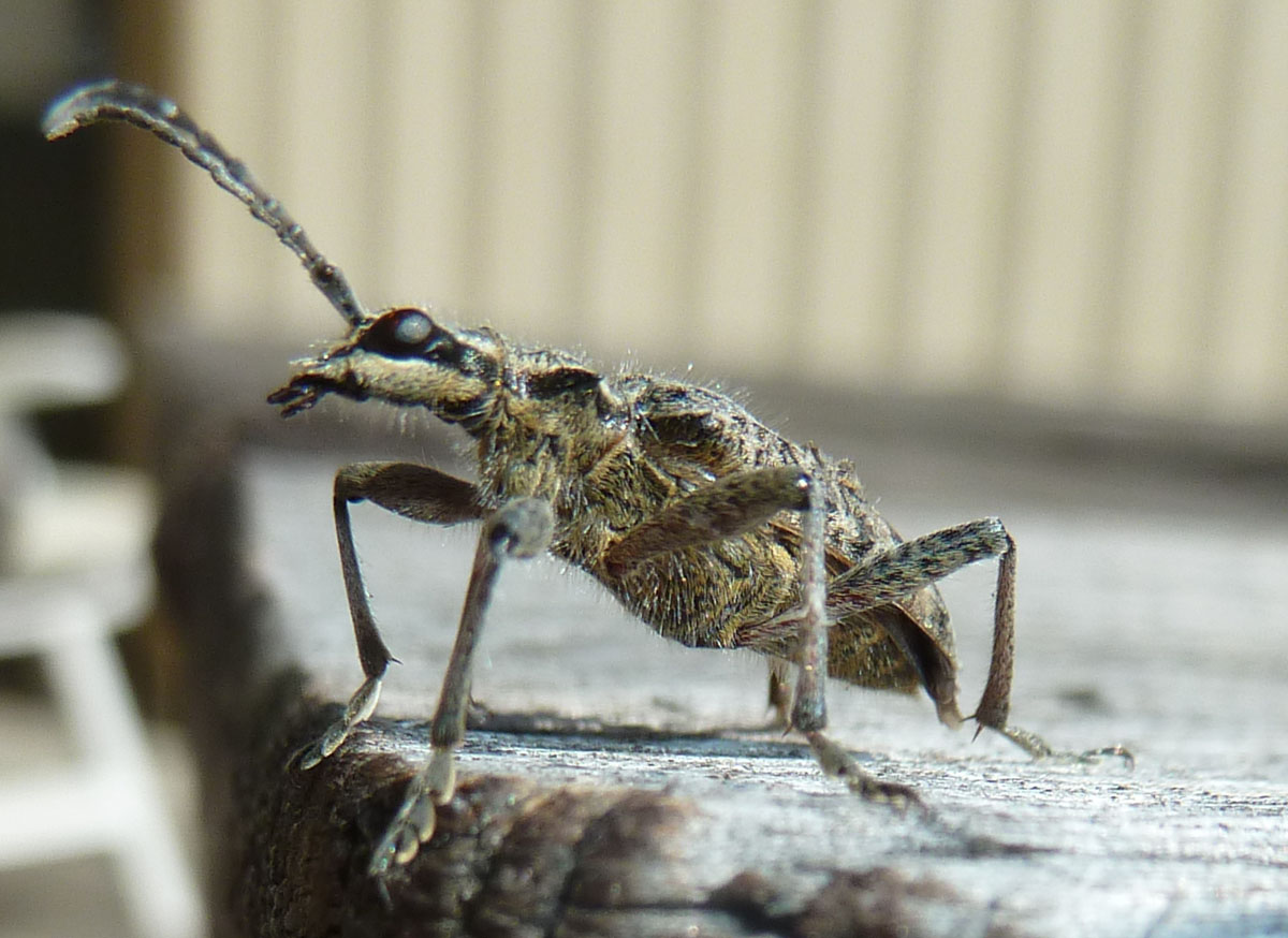 Die heutige Insekten, was könnte das sein