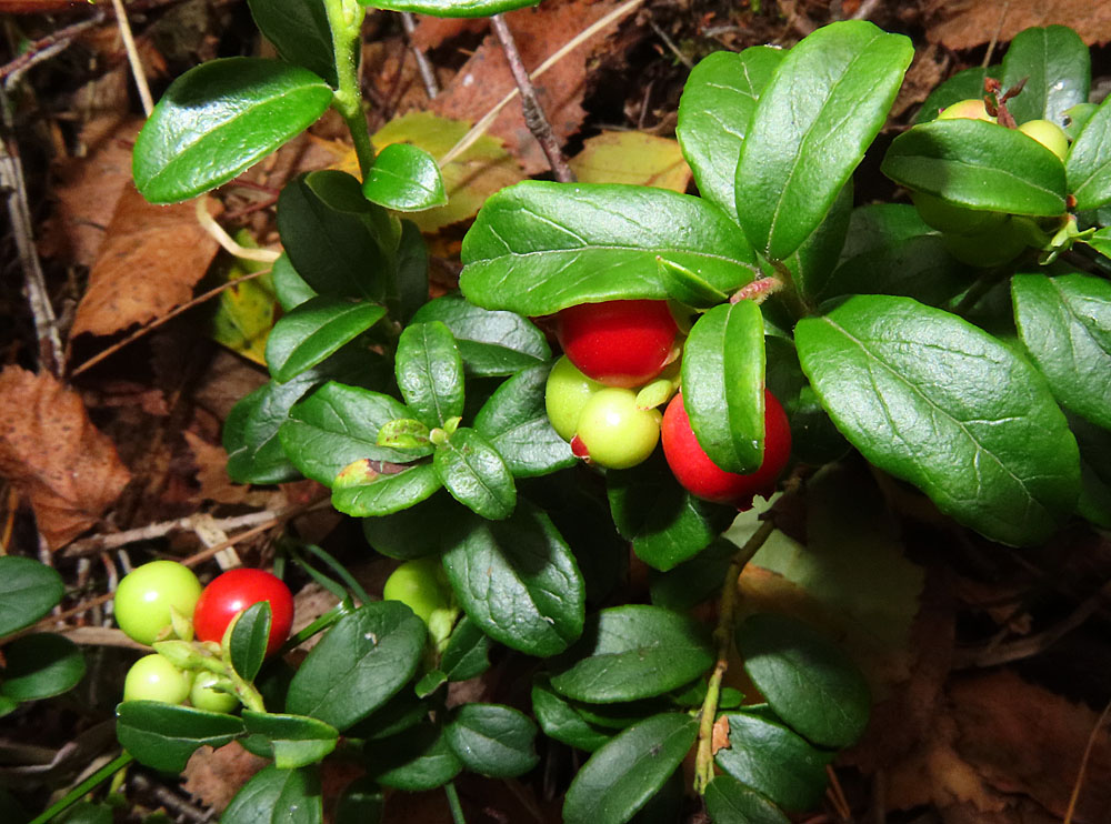 Die heutigen Beeren