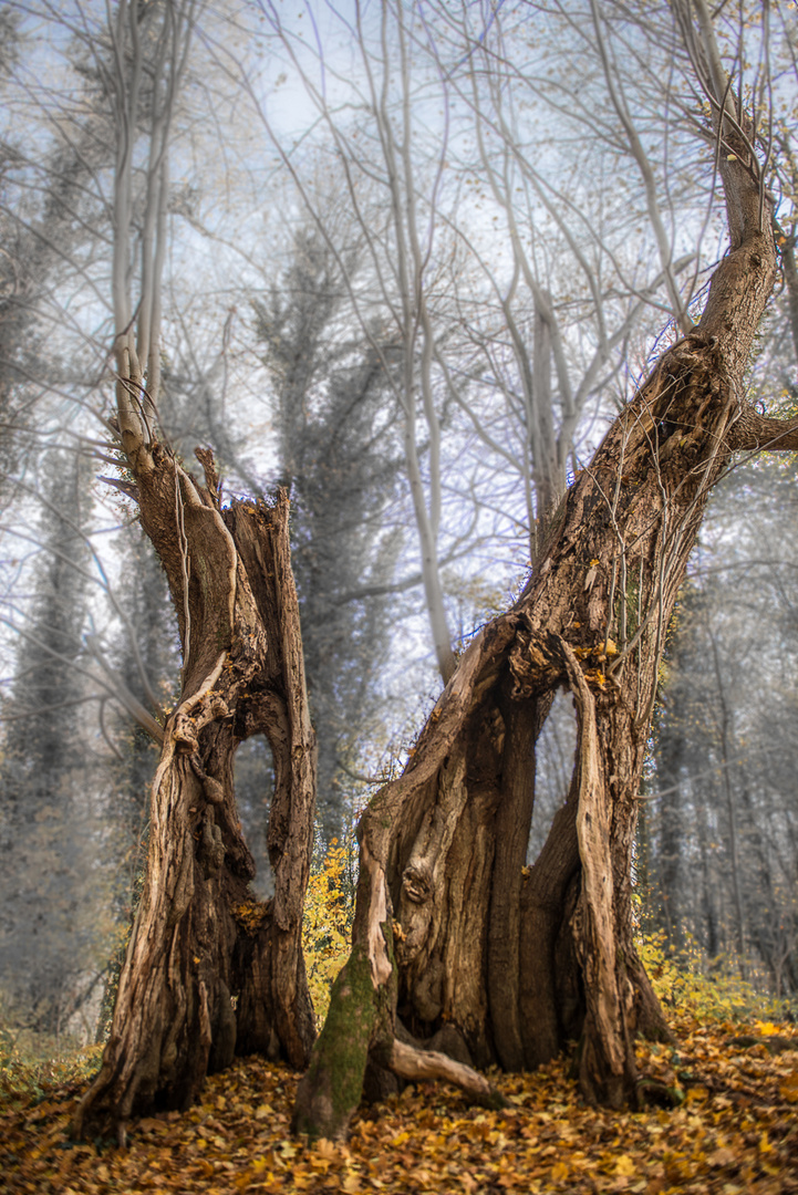 Die Hexe und der Zauberer