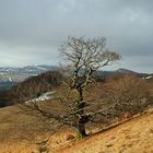 Die Hexenbuche in der Rhön