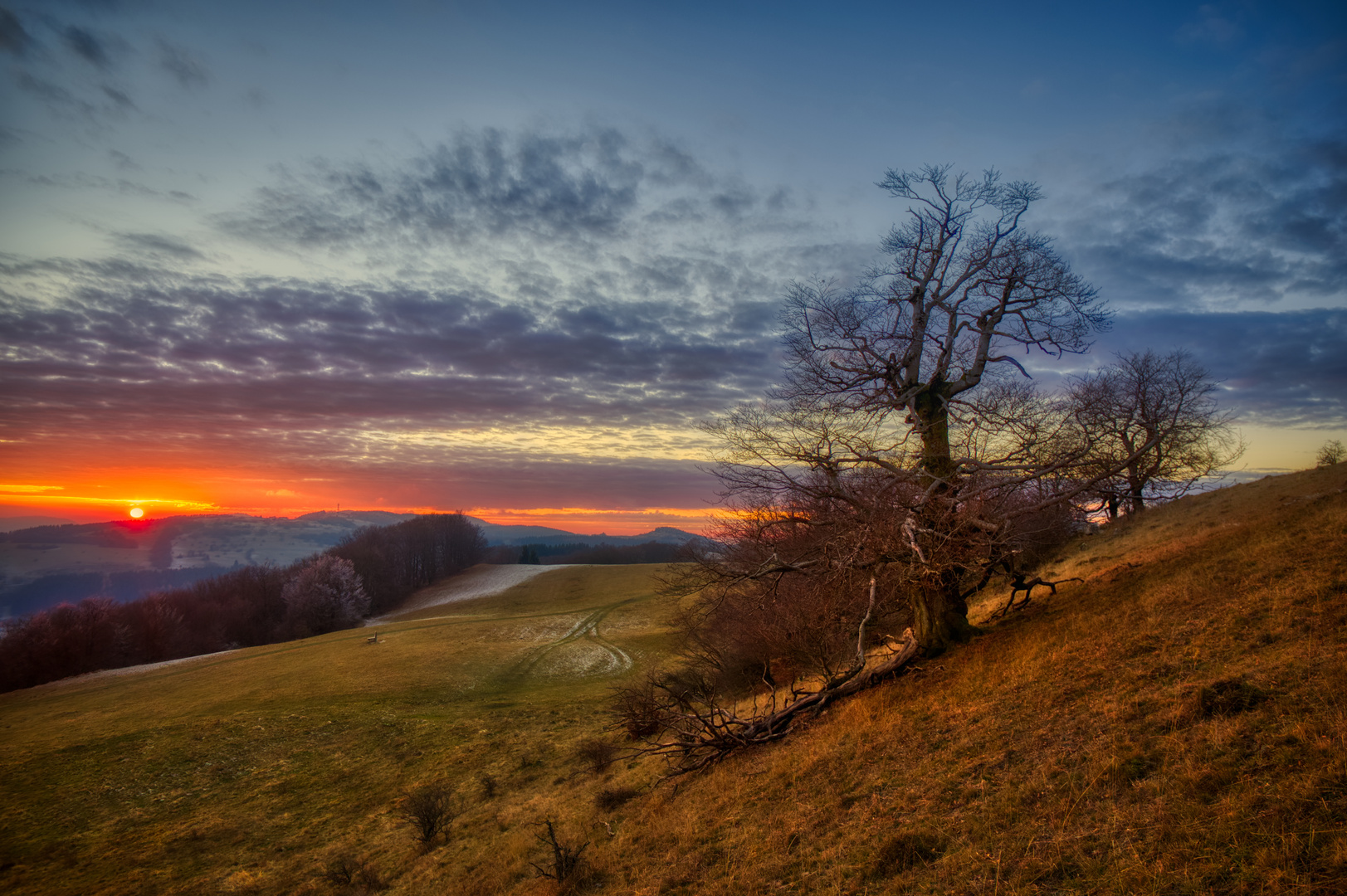 die "Hexenbuchen" am Himmeldunk - bei Sonnenuntergang