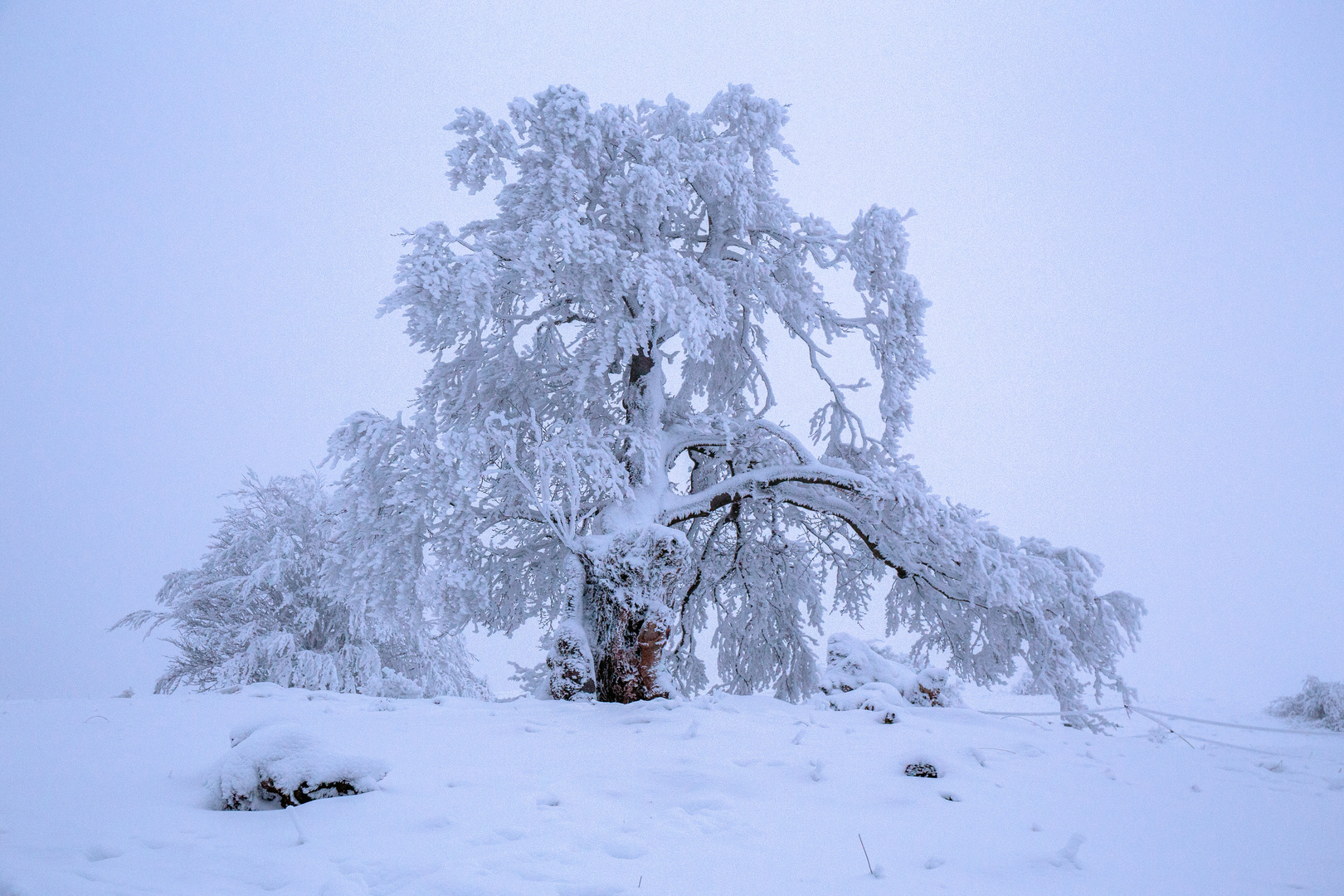 die Hexenbuchen - die "Knorrige" schneebeladen und raureifbehangen