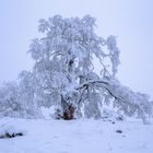 die Hexenbuchen - die "Knorrige" schneebeladen und raureifbehangen