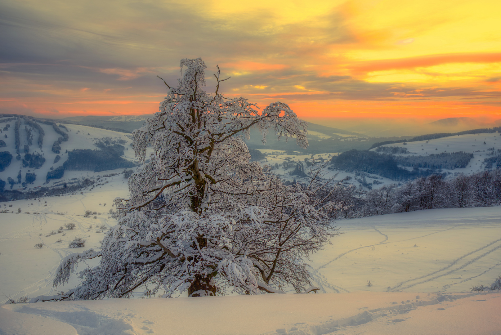 die Hexenbuchen - die "Mächtige" schneebeladen 