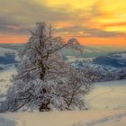 die Hexenbuchen - die "Mächtige" schneebeladen 