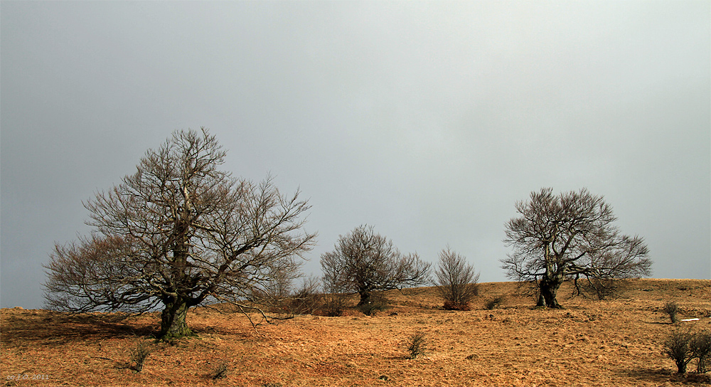 Die Hexenbuchen in der Rhön