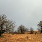 Die Hexenbuchen in der Rhön