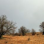 Die Hexenbuchen in der Rhön