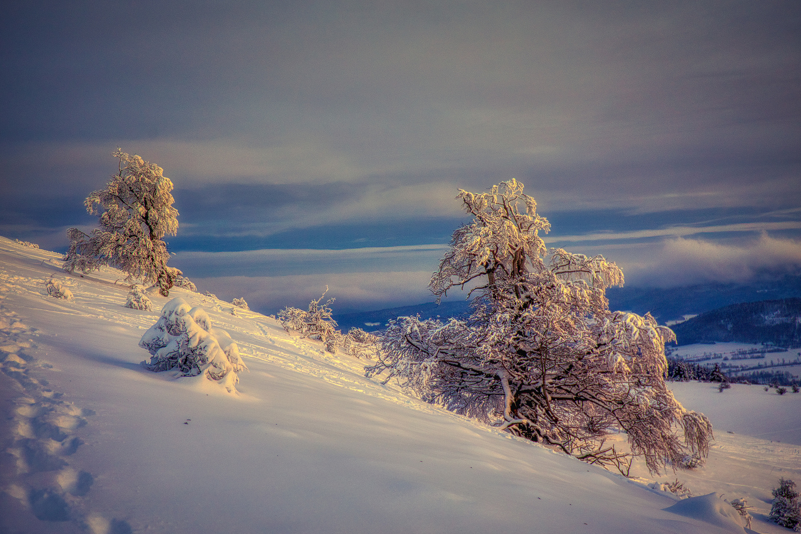 die Hexenbuchen - schneebeladen im Licht des Abendhimmels