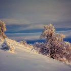 die Hexenbuchen - schneebeladen im Licht des Abendhimmels