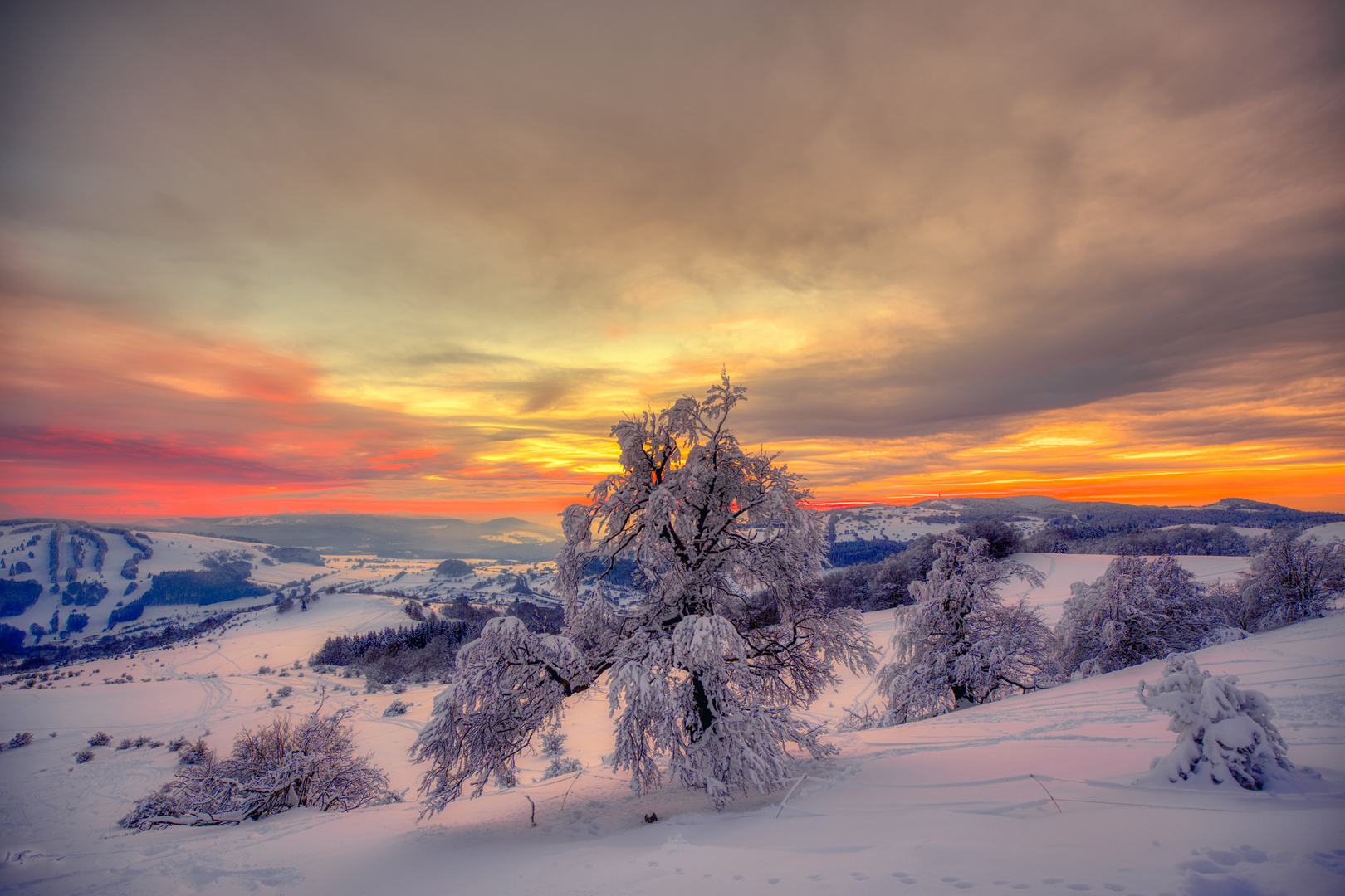 die Hexenbuchen - schneebeladen in der Abendsonne