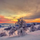 die Hexenbuchen - schneebeladen in der Abendsonne