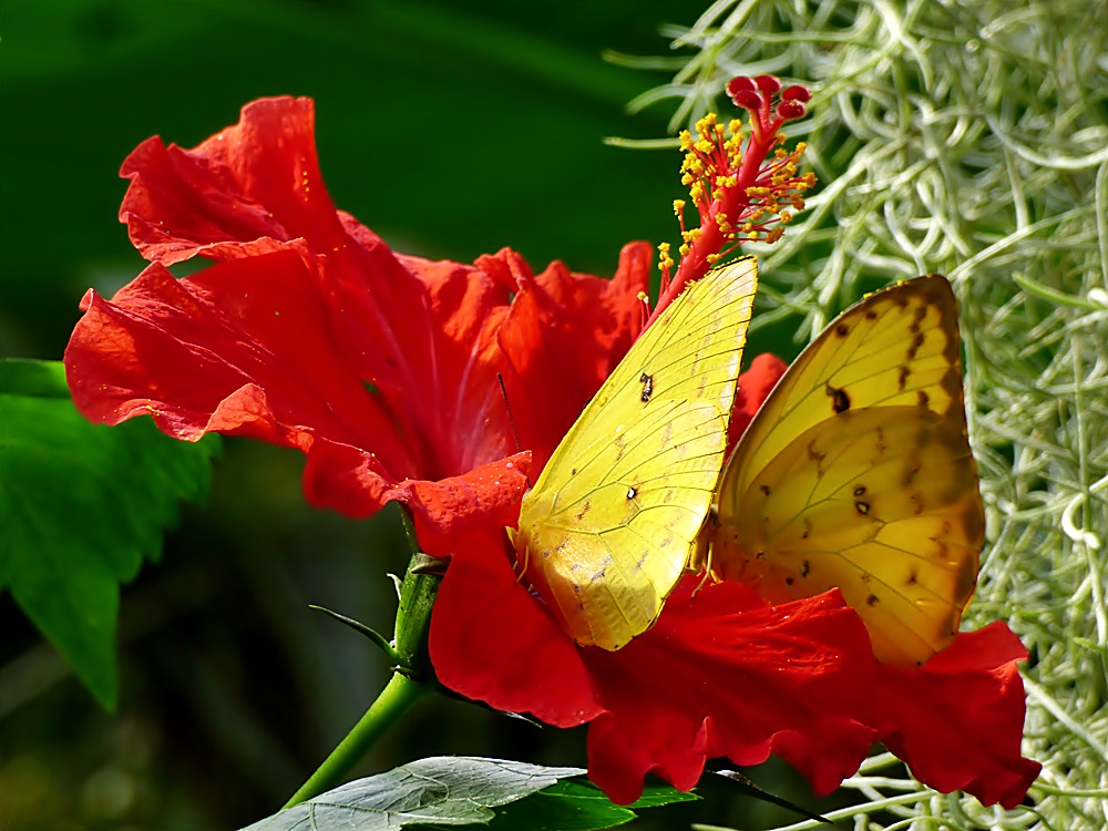 Die Hibiskusbüte . . .