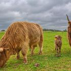 Die Highland Cattle - Familie