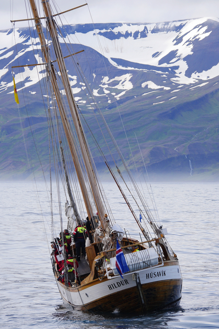 Die Hildur auf Walbeobachtung in der Nähe von Husavik