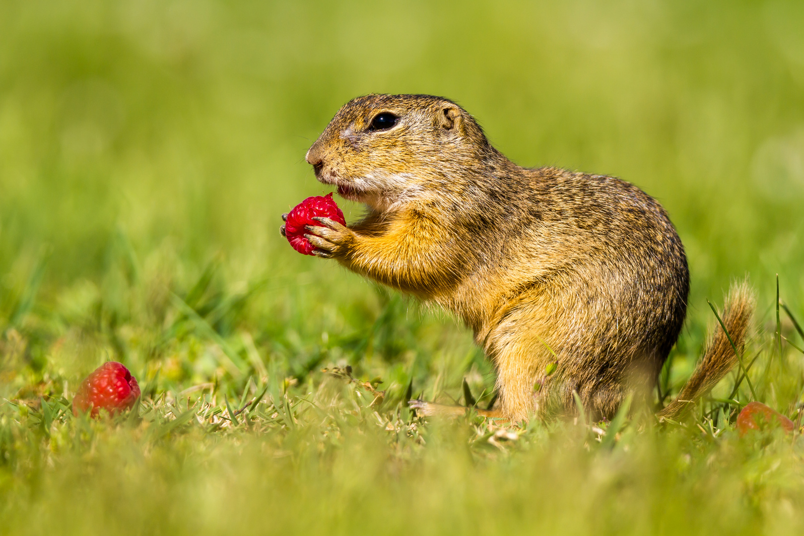 Die Himbeere