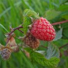 Die Himbeere hat köstlich geschmeckt