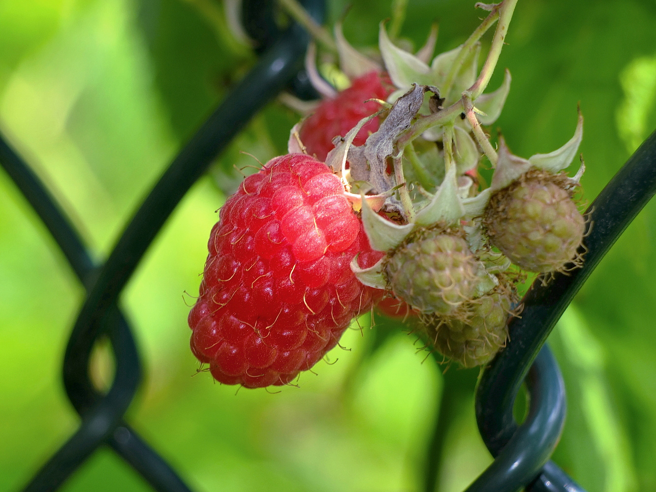 Die Himbeeren des Nachbarn