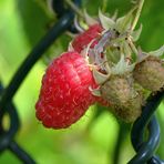 Die Himbeeren des Nachbarn