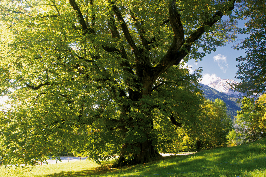 Die Hindenburglinde in Ramsau - ein Baumriese