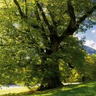 Die Hindenburglinde in Ramsau - ein Baumriese