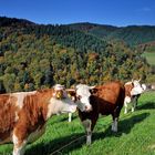 Die Hinderwälderkühe vom Münstertal