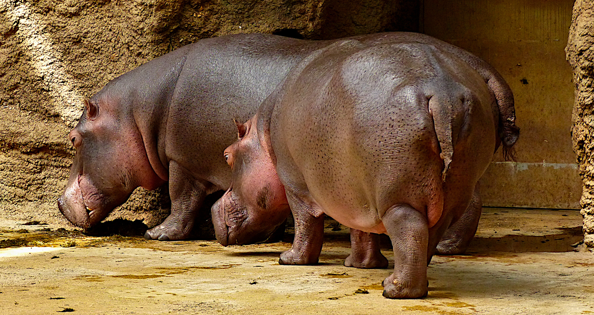 Die Hippos